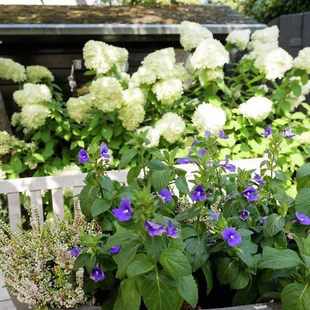 In Near Schoorl Dunes